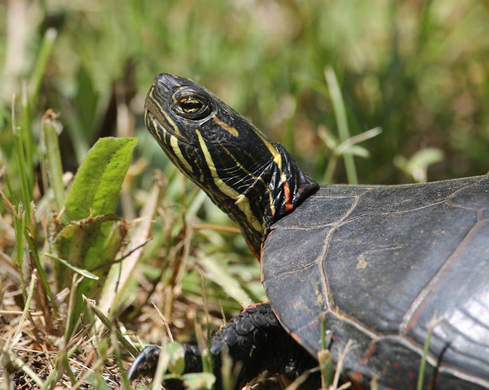 Turtle at Canadian turtle sanctuary.