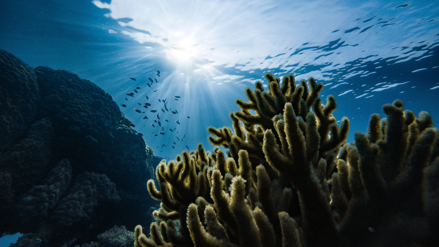OSHEN. Underwater ocean photo. Photographer: Marek Okon.